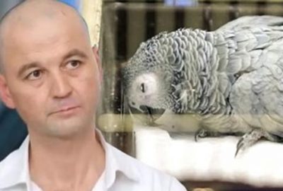Murat’ın eziyet ettiği papağandan kötü haber geldi!