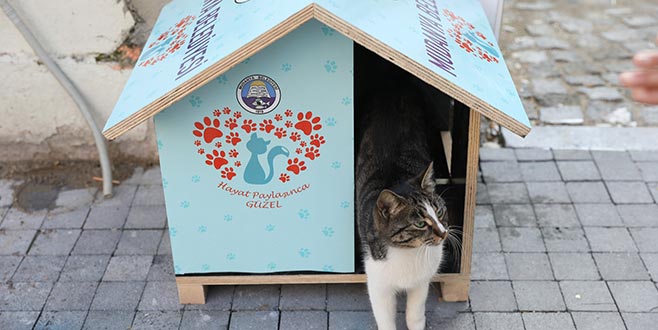 Can dostları kışı evlerinde geçirecek