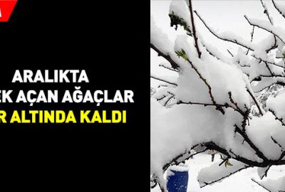 Aralıkta çiçek açan ağaçlar kar altında kaldı