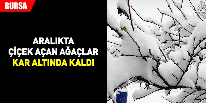 Aralıkta çiçek açan ağaçlar kar altında kaldı Aralıkta çiçek açan ağaçlar kar altında kaldı