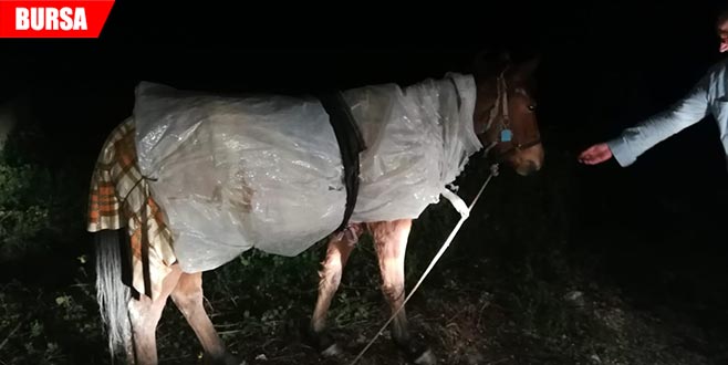 Naylona sarılmış at görenleri şaşırtı Naylona sarılmış at görenleri şaşırtı