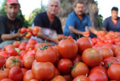 Rusya Türkiye’den domates ithalatını 2 kat artırıyor