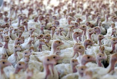 Yılbaşı için 700 bin hindi