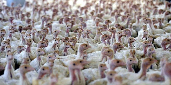 Yılbaşı için 700 bin hindi Yılbaşı için 700 bin hindi