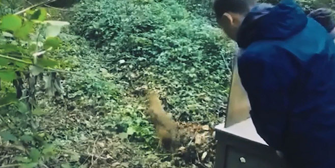 Tedavi edilip doğaya bırakıldı