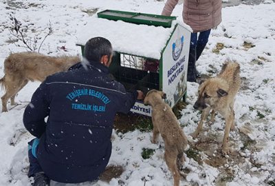 Karda aç kalan hayvanlar için belediye seferber oldu
