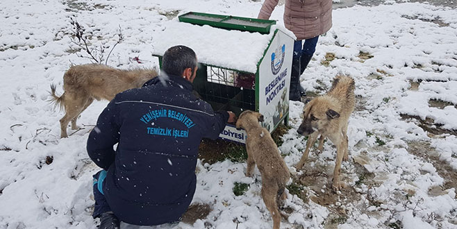 Karda aç kalan hayvanlar için belediye seferber oldu Karda aç kalan hayvanlar için belediye seferber oldu