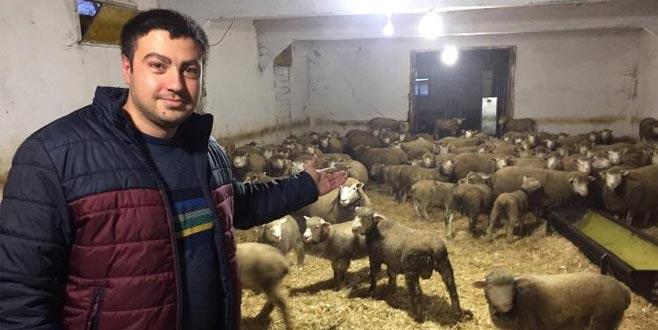 Herkes bu kuzuların peşinde Herkes bu kuzuların peşinde