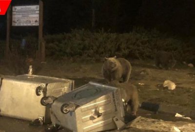 Aç kalan ayıların saldırısına uğradılar