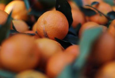 Narenciye üretiminde yüzde 22 ‘lik artış
