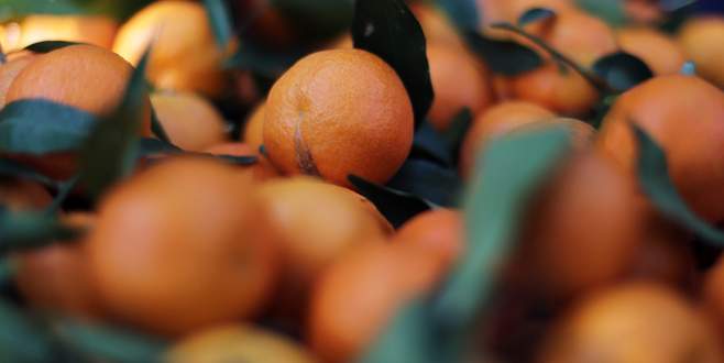 Narenciye üretiminde yüzde 22 ‘lik artış