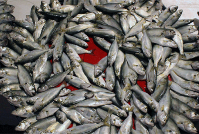 Tezgahların gözdesi hamsi ve çinekop