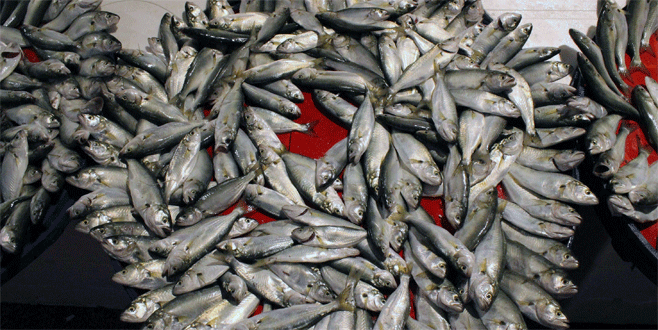 Tezgahların gözdesi hamsi ve çinekop Tezgahların gözdesi hamsi ve çinekop