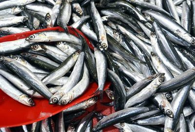 Güzel hava hamsi fiyatlarını düşürdü