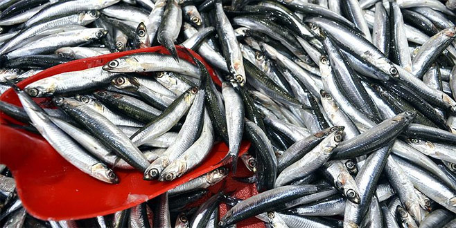 Güzel hava hamsi fiyatlarını düşürdü