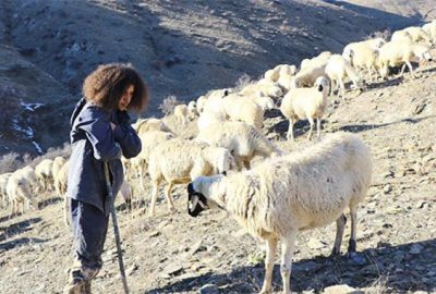 Köyünün ‘Mandıra filozofu’ koyunlarının çobanı oldu