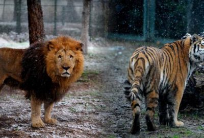 Bursa Hayvanat Bahçesi’nden muhteşem görüntüler