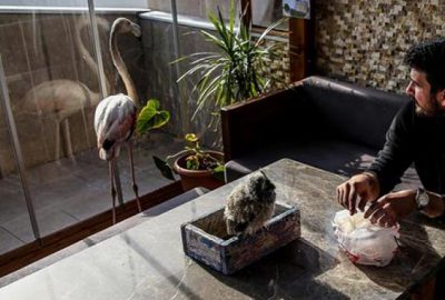 İkisini de yaralı halde buldu! Evinde gözü gibi bakıyor…