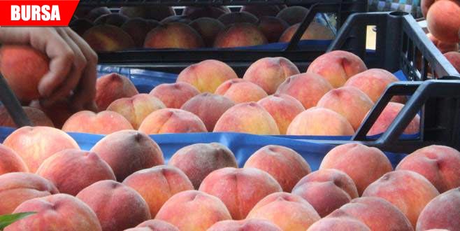 Geçen yıl şeftali ihracatında rekor kırıldı