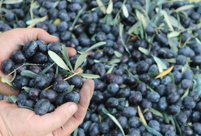 Marmarabirlik’te ürün alım kampanyası sona erdi