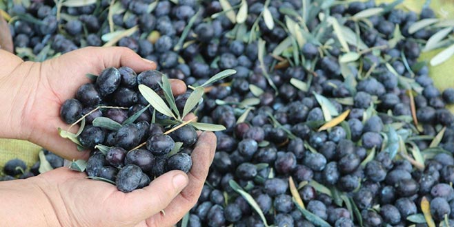 Marmarabirlik’te ürün alım kampanyası sona erdi