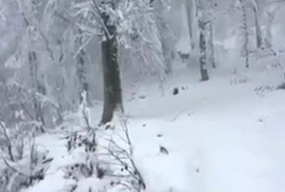 Aç kalan geyikler köye indi