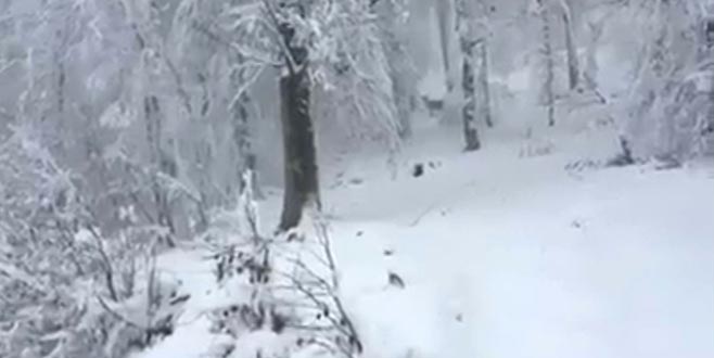Aç kalan geyikler köye indi Aç kalan geyikler köye indi