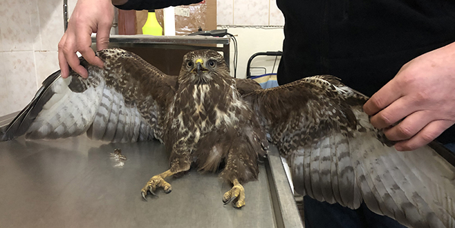 Yaralı bulduğu atmacayı veterinere götürdü