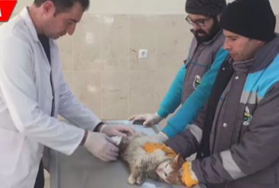 Aracın motoruna sıkışan kedi için seferber oldular