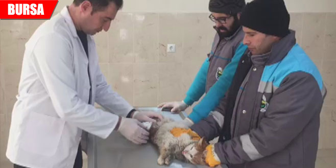 Aracın motoruna sıkışan kedi için seferber oldular Aracın motoruna sıkışan kedi için seferber oldular