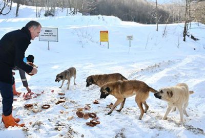 Yaban hayvanların can dostları