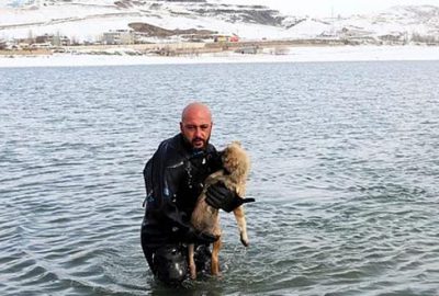 Donmak üzereyken kurtarılan köpek, BBC’de haber oldu