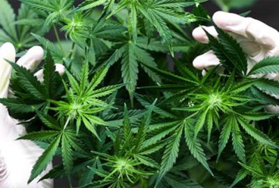 19 ile kenevir piyangosu vurdu!