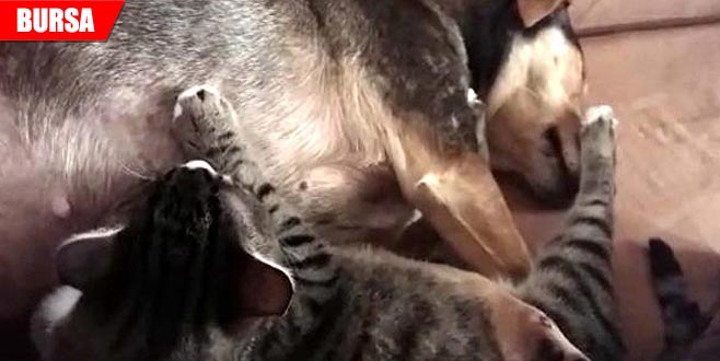 Görenler şaşırıyor! Köpek, yavru kedileri emziriyor