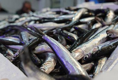 Hamsi fiyatları uçtu! ‘Ben de ilk defa bu fiyata hamsi satıyorum’