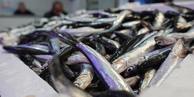 Hamsi fiyatları uçtu! ‘Ben de ilk defa bu fiyata hamsi satıyorum’