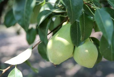 Bursa tarımına Rusya darbesi! Kapıları kapattılar…