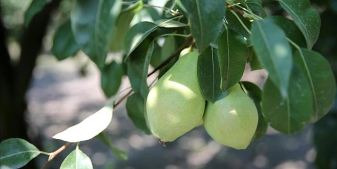 Bursa tarımına Rusya darbesi! Kapıları kapattılar…