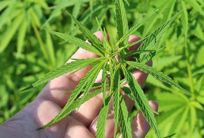 Kenevir üretiminde yeni dönem