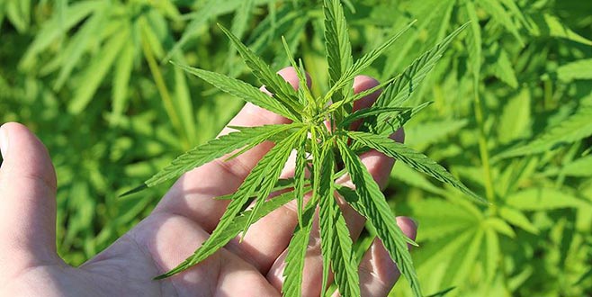 Kenevir üretiminde yeni dönem