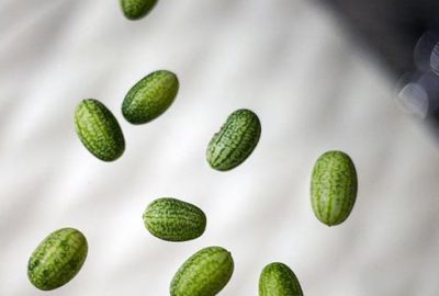 Zeytin kadar karpuz ürettiler