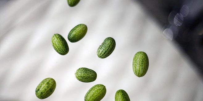 Zeytin kadar karpuz ürettiler