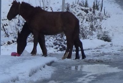 Başı boş atlar sokak sokak yiyecek aradı