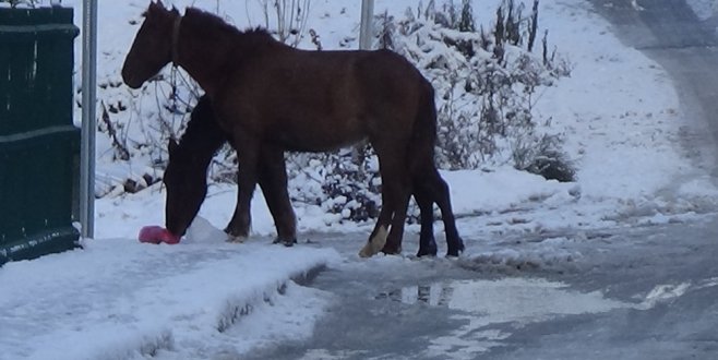 Başı boş atlar sokak sokak yiyecek aradı Başı boş atlar sokak sokak yiyecek aradı