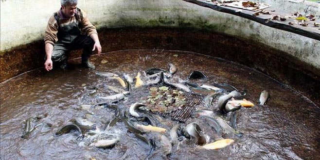 ABD’ye hamsi Vietnam’a alabalık