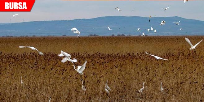 Kış ortası su kuşu sayımı gerçekleşti