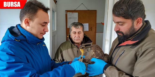 Tedavileri tamamlanan şahinler hürriyete uçtu