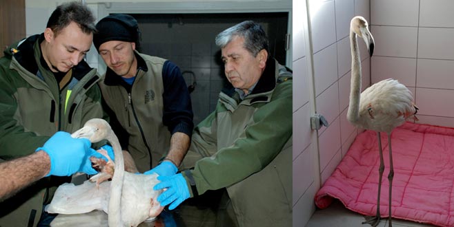 Yaralı flamingo koruma altında