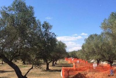 Zeytine koruma önlemi