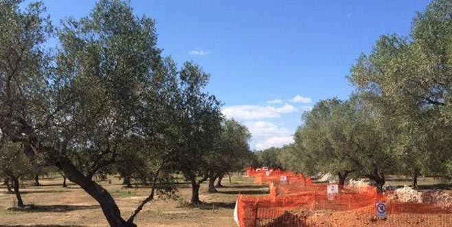 Zeytine koruma önlemi